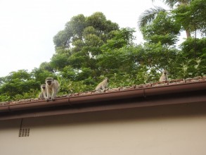 Jour 7: réveillée par les singes 🐵