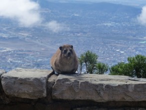 Jour 77: Table Mountain, Lion’s head et Signal Hills